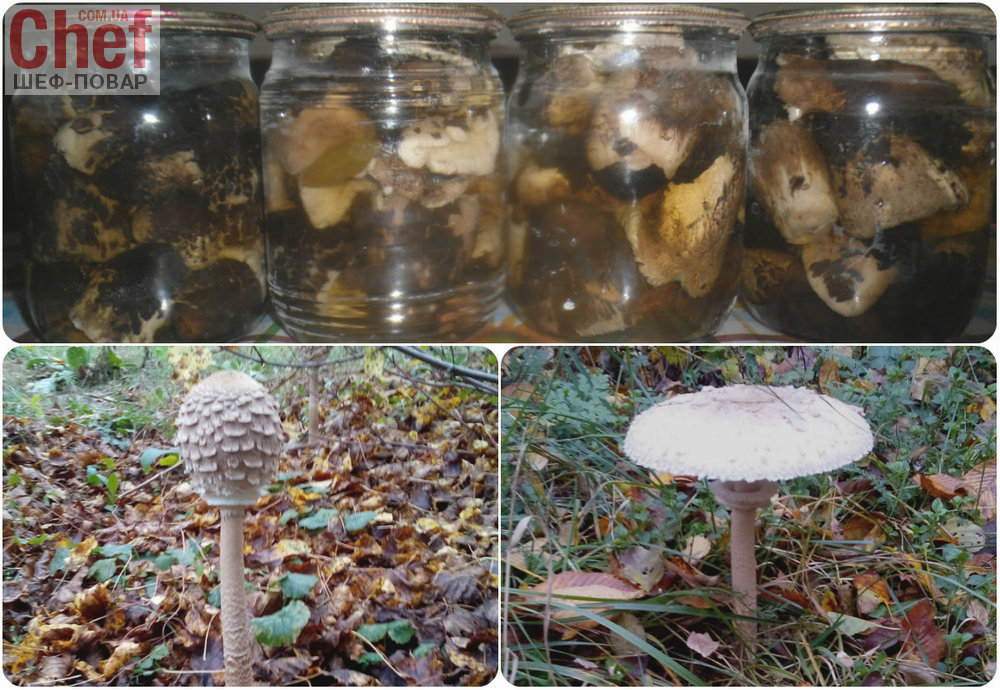Маринованные грибы «Зонтики» 